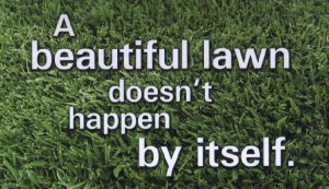 beautiful-lawn